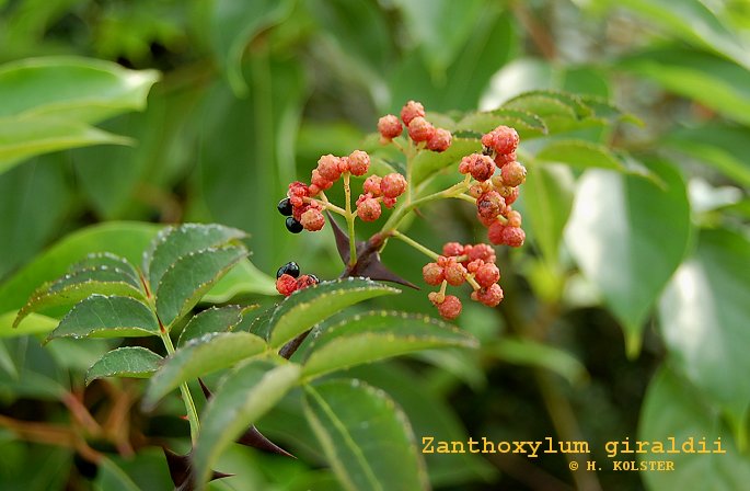 Zanthoxylum giraldii