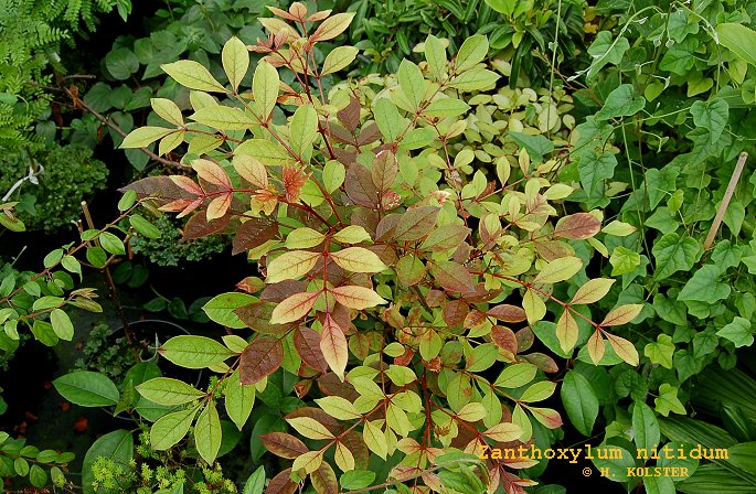 Zanthoxylum nitidum (81791)