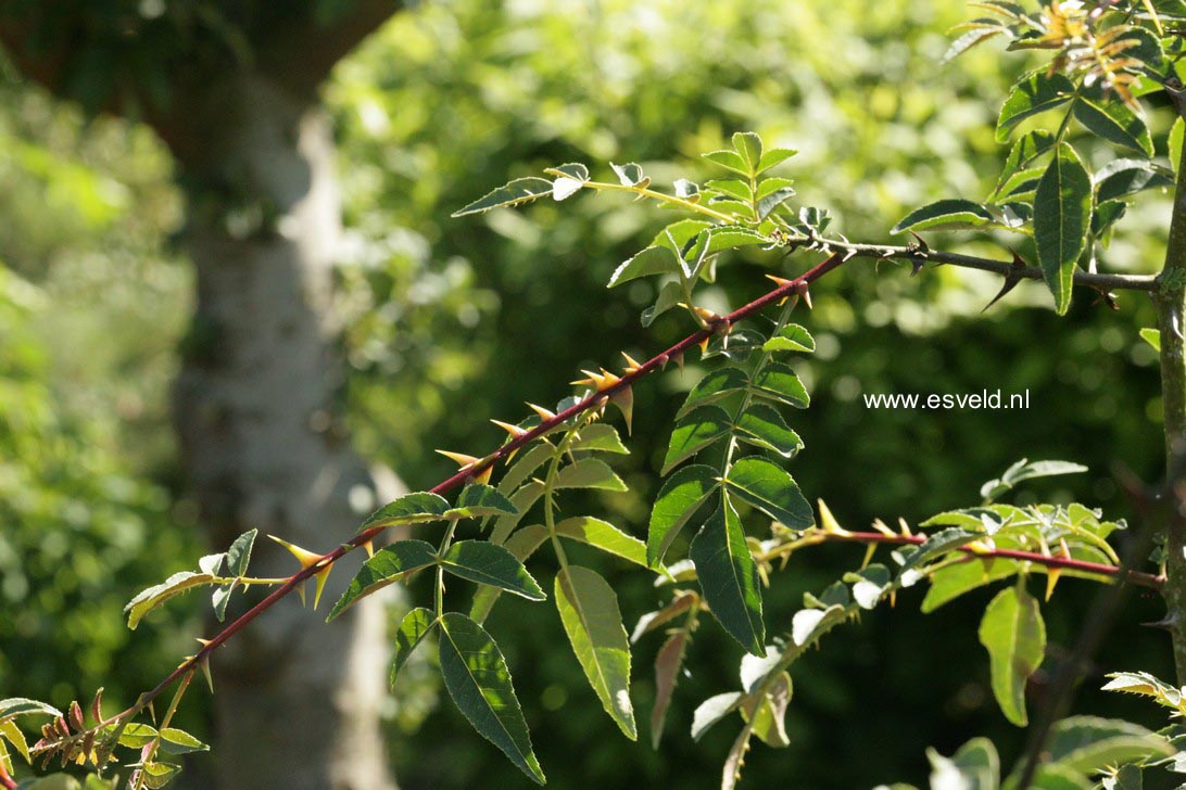 Zanthoxylum schinifolium