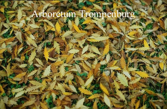 Zelkova carpinifolia 'Verschaffeltii' Zelkova carpinifolia 'Verschaffeltii'