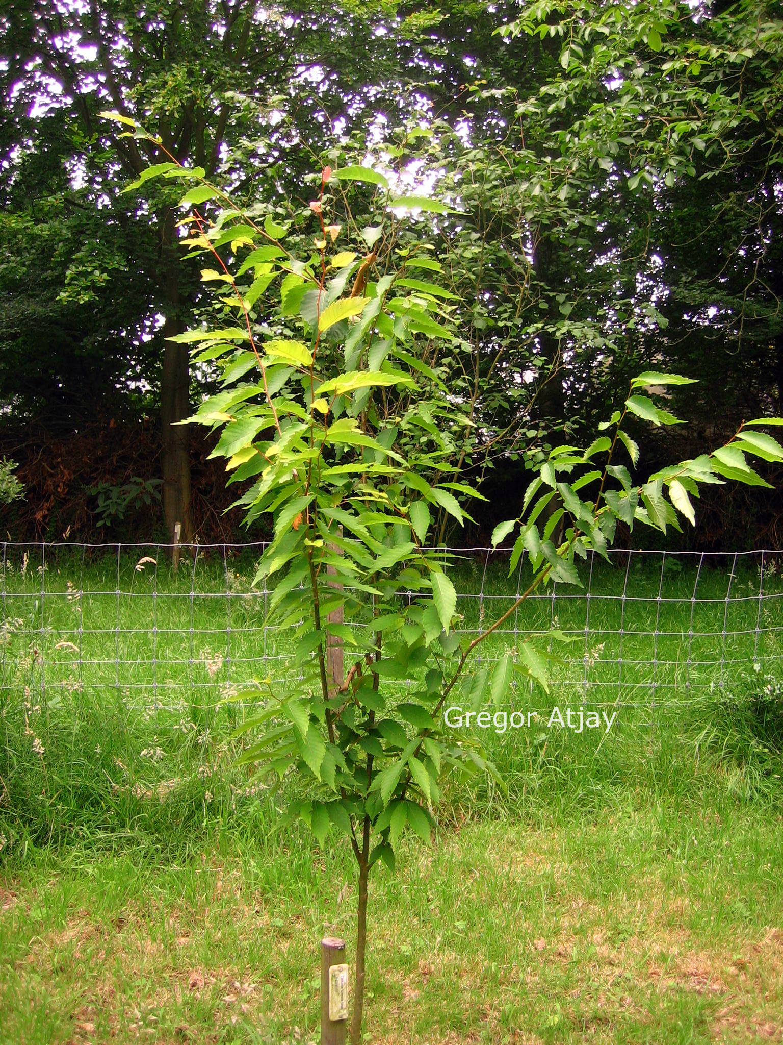 Zelkova serrata 'Fastigiata'