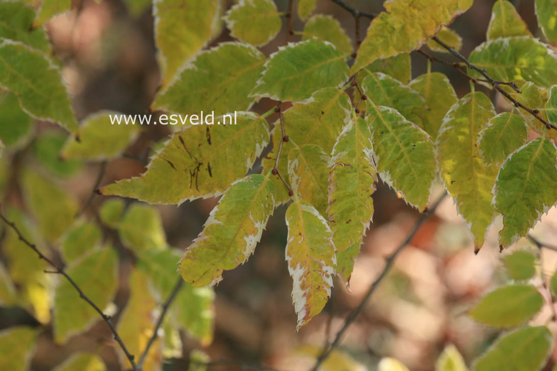 Zelkova serrata 'Variegata'