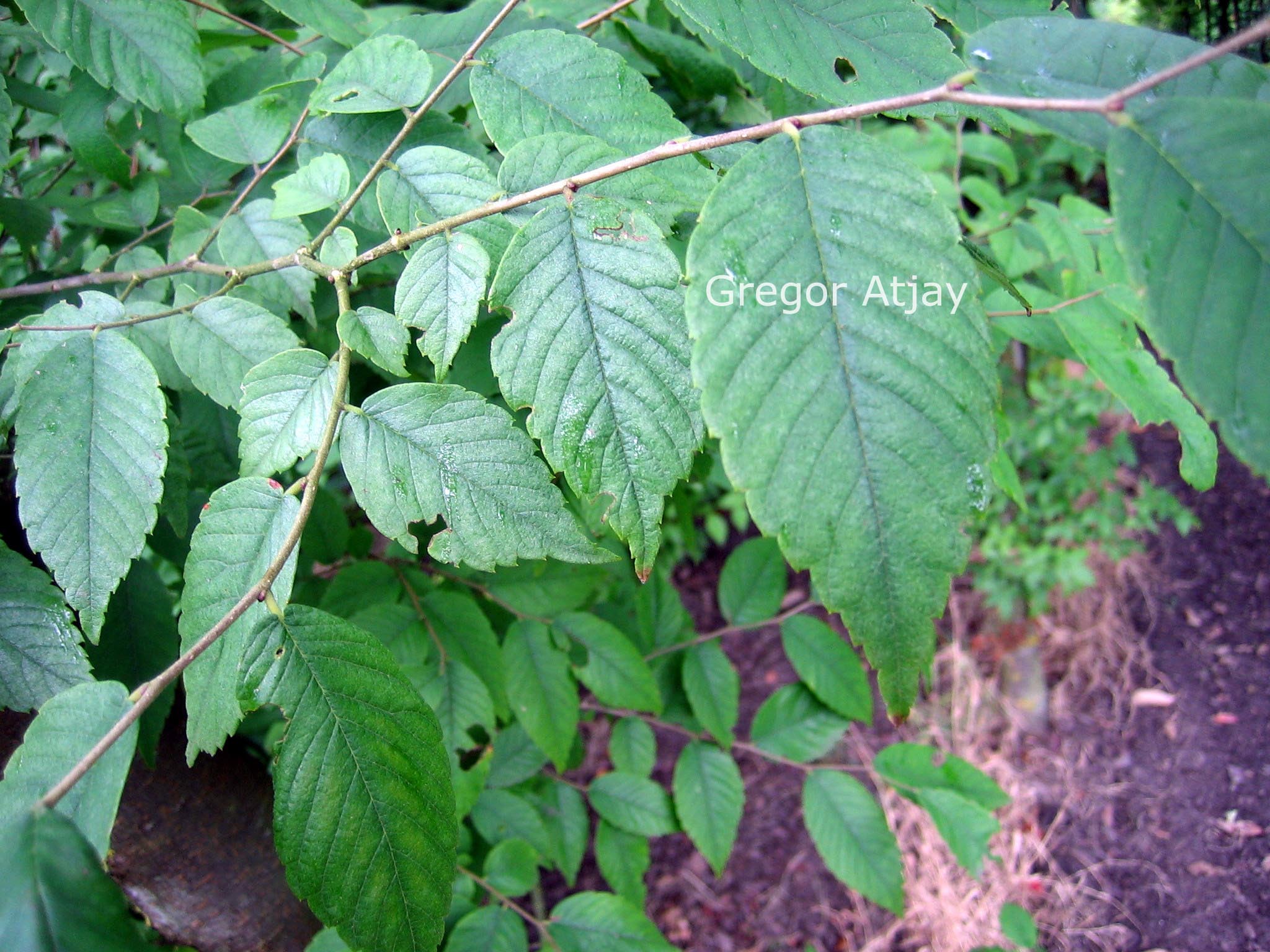 Zelkova sinica
