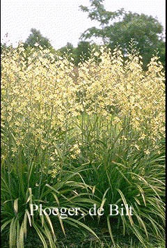 Zigadenus elegans Zigadenus elegans