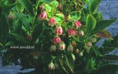Pseudopanax