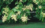 Ehretia