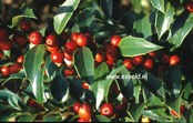 Ilex 'September Gem'