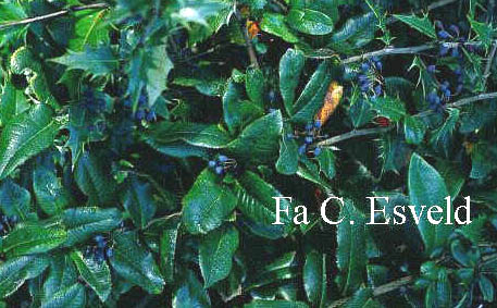 Mahoberberis