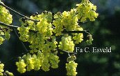 Corylopsis