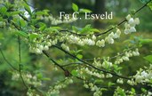Halesia