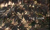 Acer palmatum 'Sherwood Flame'