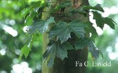 Acer platanoides 'Reitenbachii'