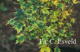 Acer platanoides 'Novus'