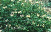 Lonicera periclymenum 'La Gasnerie'