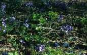 Scilla