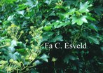 Fatshedera