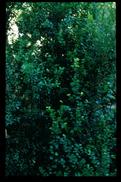 Myrsine