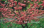 Euonymus