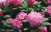 Rhododendron 'Arabella'