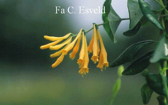 Lonicera sempervirens 'Sulphurea'