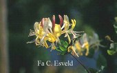 Lonicera periclymenum 'Heaven Scent'