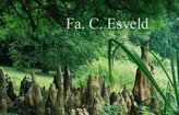 Taxodium