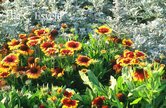 Gaillardia
