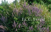 Vitex