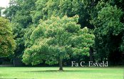 Paulownia
