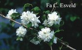 Philadelphus