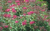 Spiraea