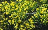 Genista