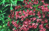 Weigela