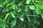 Juglans