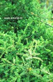 Podocarpus cunninghamii