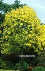 Fraxinus