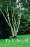 Betula