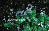 Omphalodes