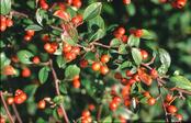 Cotoneaster