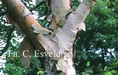 Betula ermanii 'Blush'