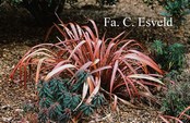 Phormium