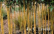 Phyllostachys