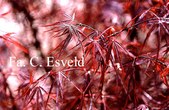 Acer palmatum 'Pung Kill'