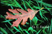 Quercus