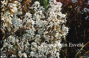 Amelanchier