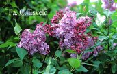 Syringa