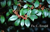Distylium