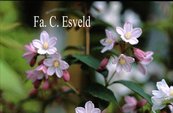 Deutzia