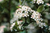 Aronia
