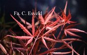 Acer palmatum 'Red Cloud'